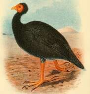 Image of New Hebrides Scrubfowl