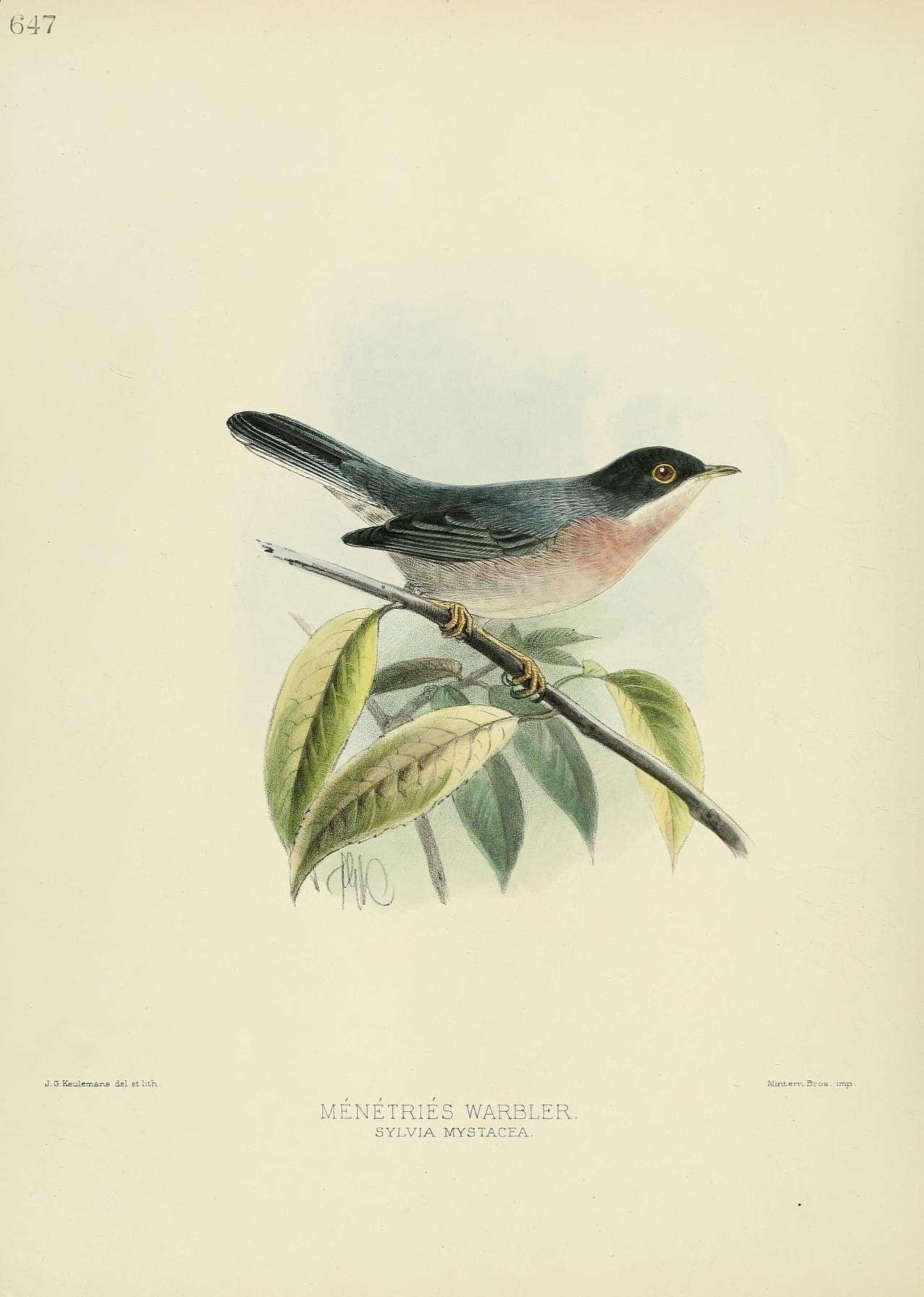 Image de Curruca mystacea (Ménétries 1832)
