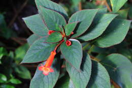 Image of Kohleria hirsuta (Kunth) Regel