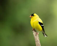 Image of American Goldfinch