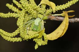 Image of Green Huntsman