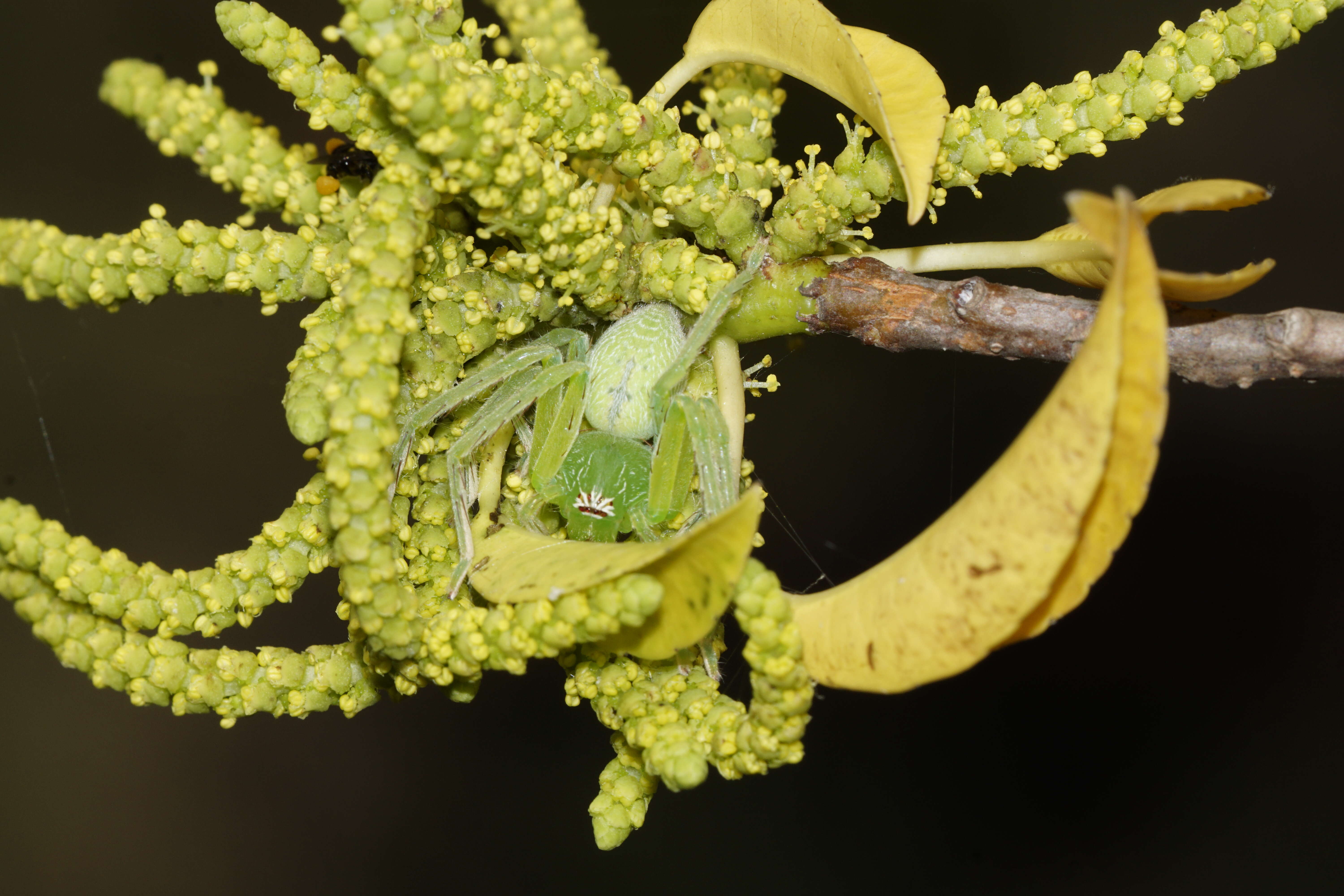 Image of Green Huntsman