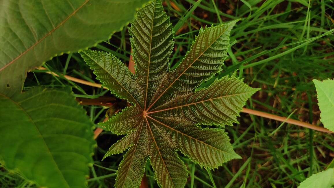 Sivun Ricinus kuva