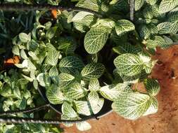 Fittonia albivenis (Lindl. ex Veitch) R. K. Brummitt resmi