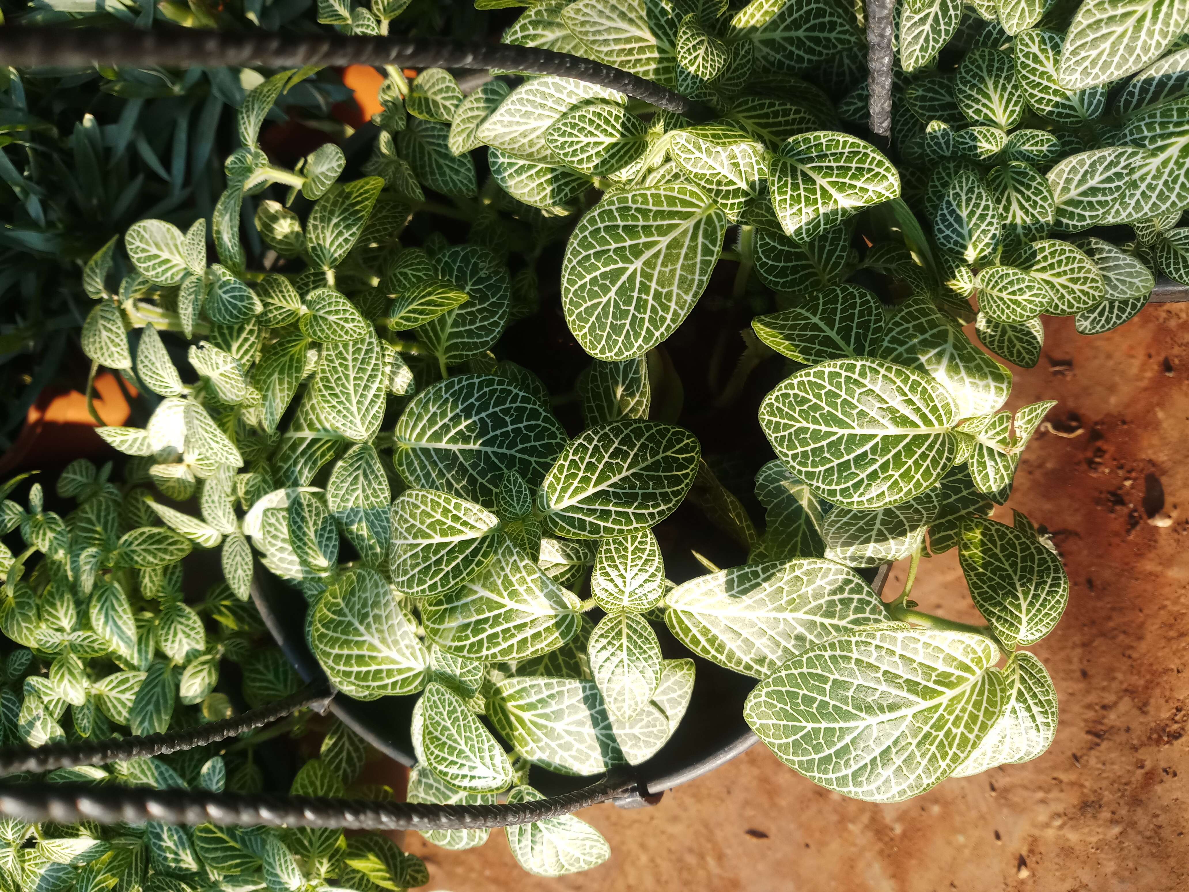 صورة Fittonia albivenis (Lindl. ex Veitch) R. K. Brummitt