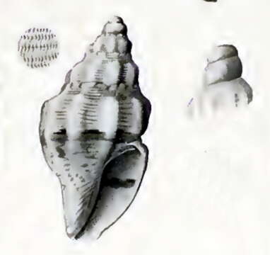 Image of Macteola anomala (Angas 1877)