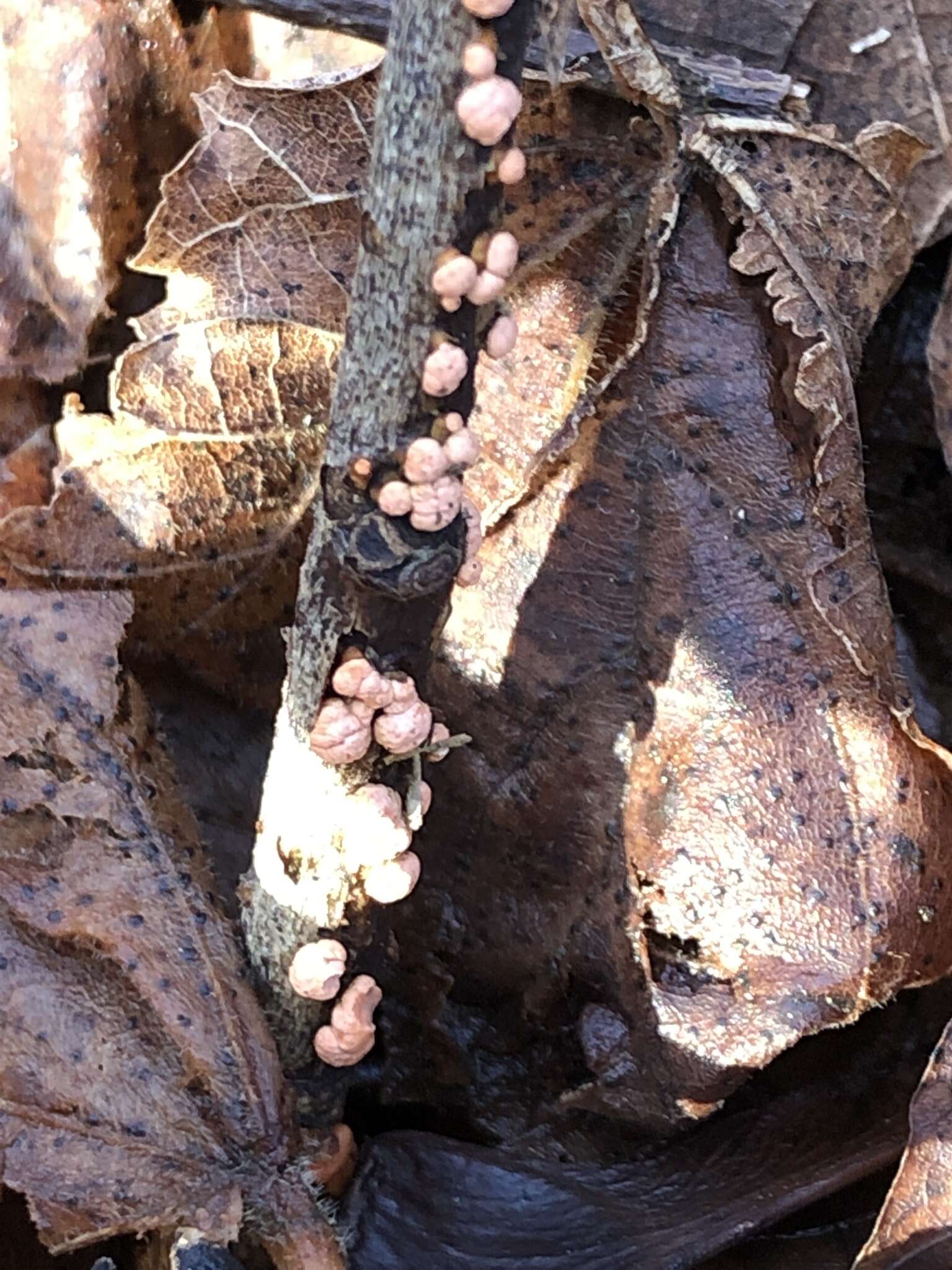 Image of Nectria cinnabarina (Tode) Fr. 1849