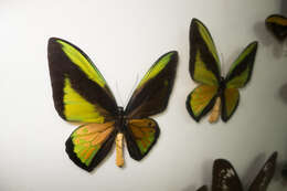 Sivun Ornithoptera kuva