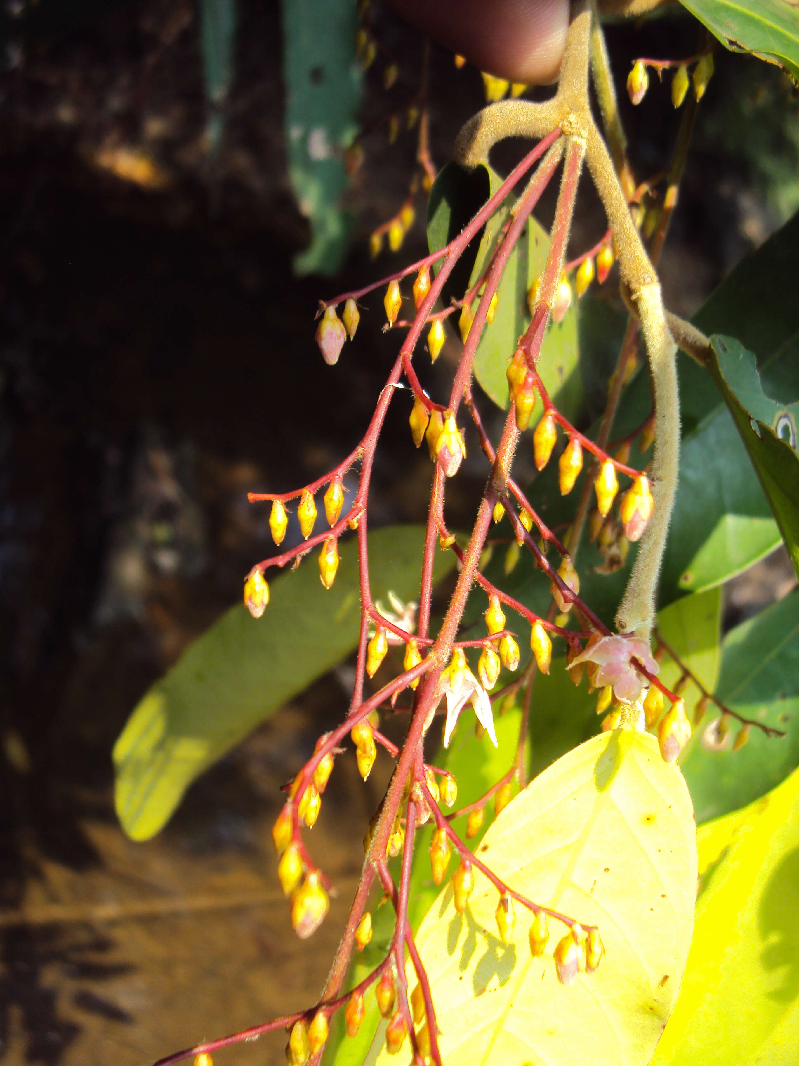 Image of Hopea ponga (Dennst.) D. J. Mabberley