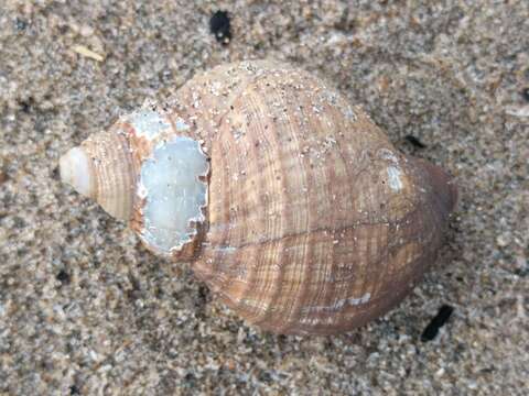 Image of Common whelk