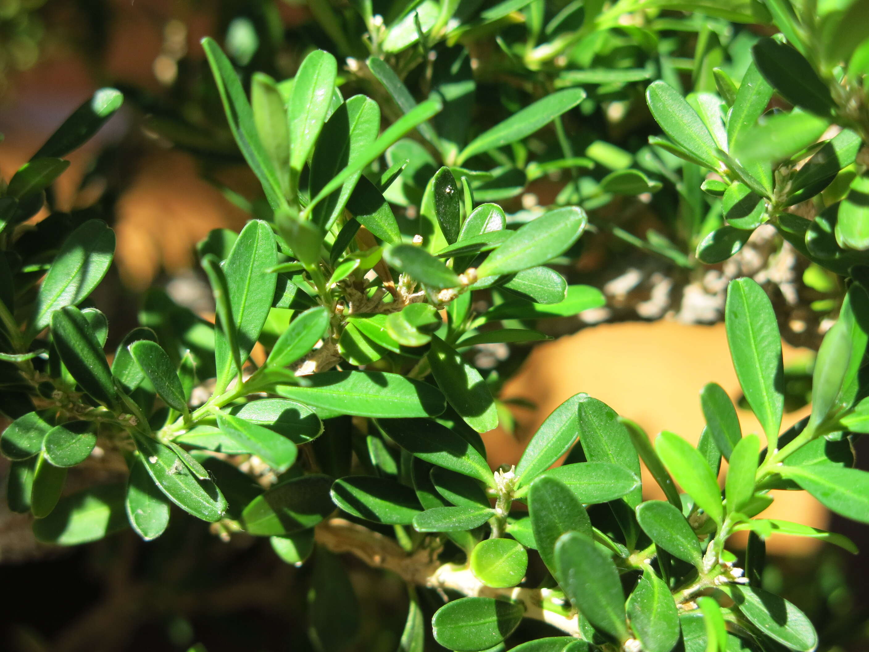 Image de Buxus harlandii Hance