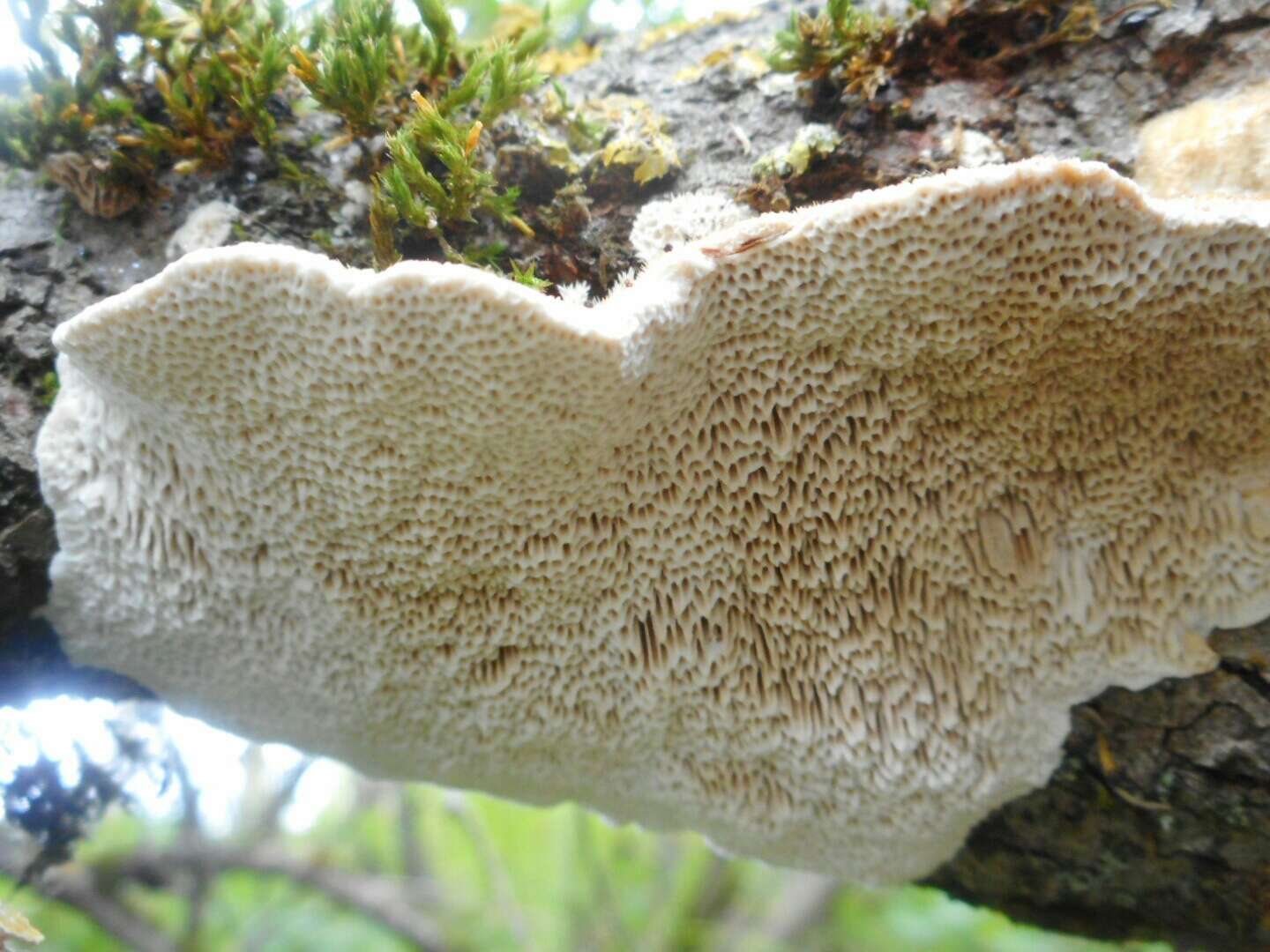 Image of Trametes trogii Berk. 1850