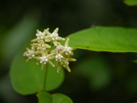 Imagem de Cynanchum auriculatum Royle ex Wight