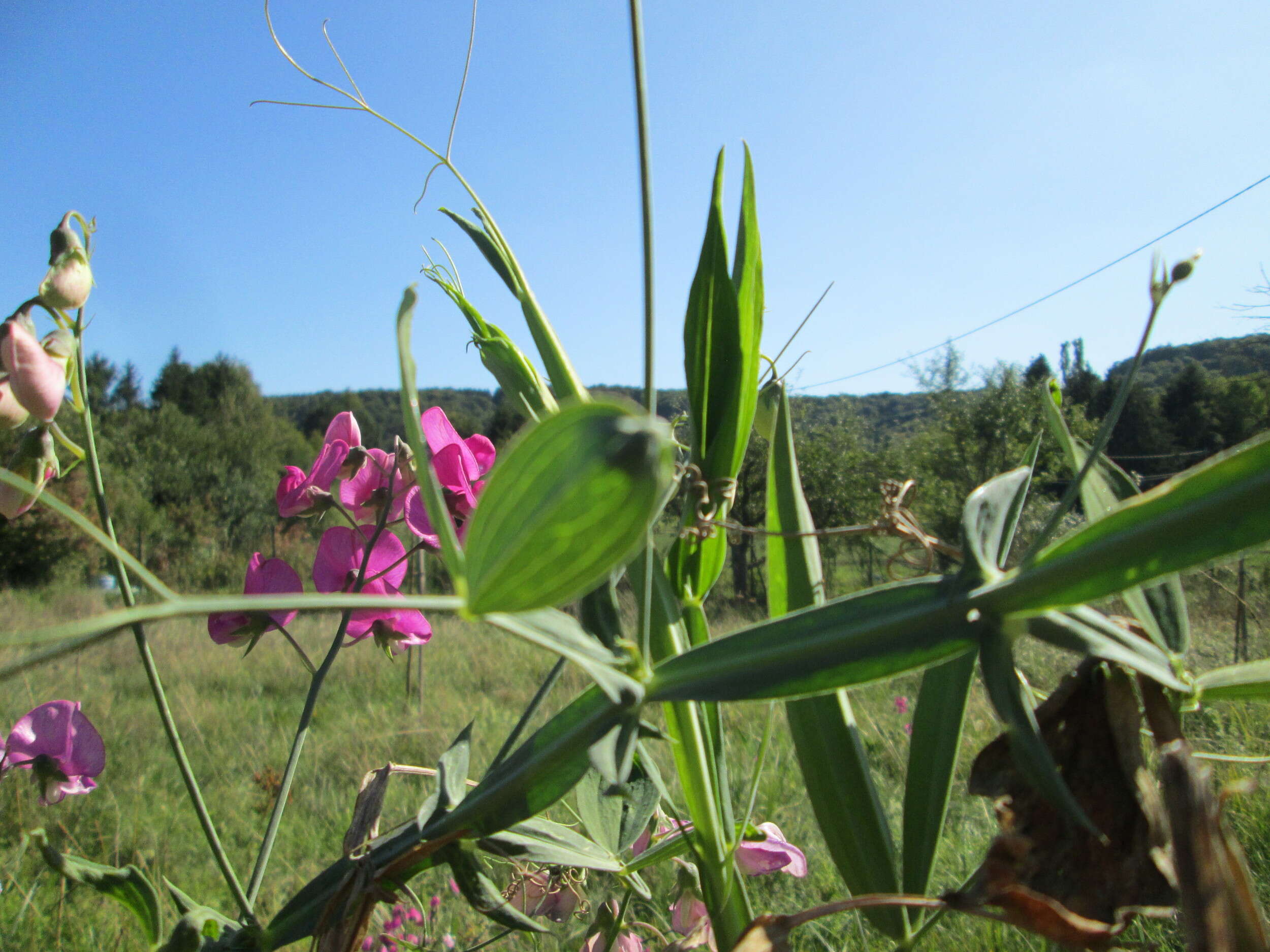 Image of Everlasting pea