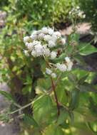 Image of lesser snakeroot