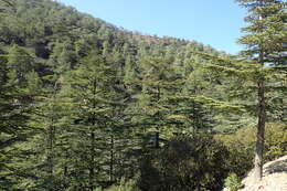 Image of Cyprus Cedar