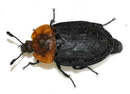 صورة Oiceoptoma thoracicum (Linnaeus 1758)