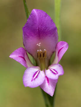 Image of Common Sword Lily