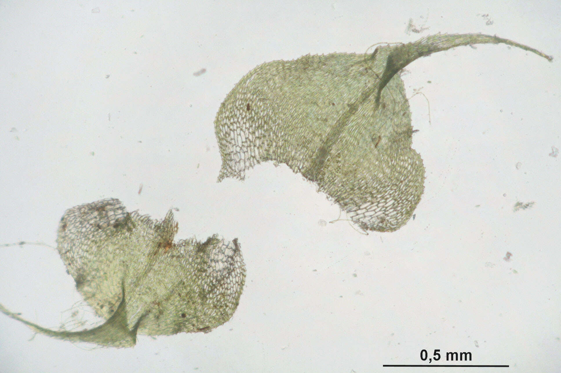 Image of Kindbergia praelonga