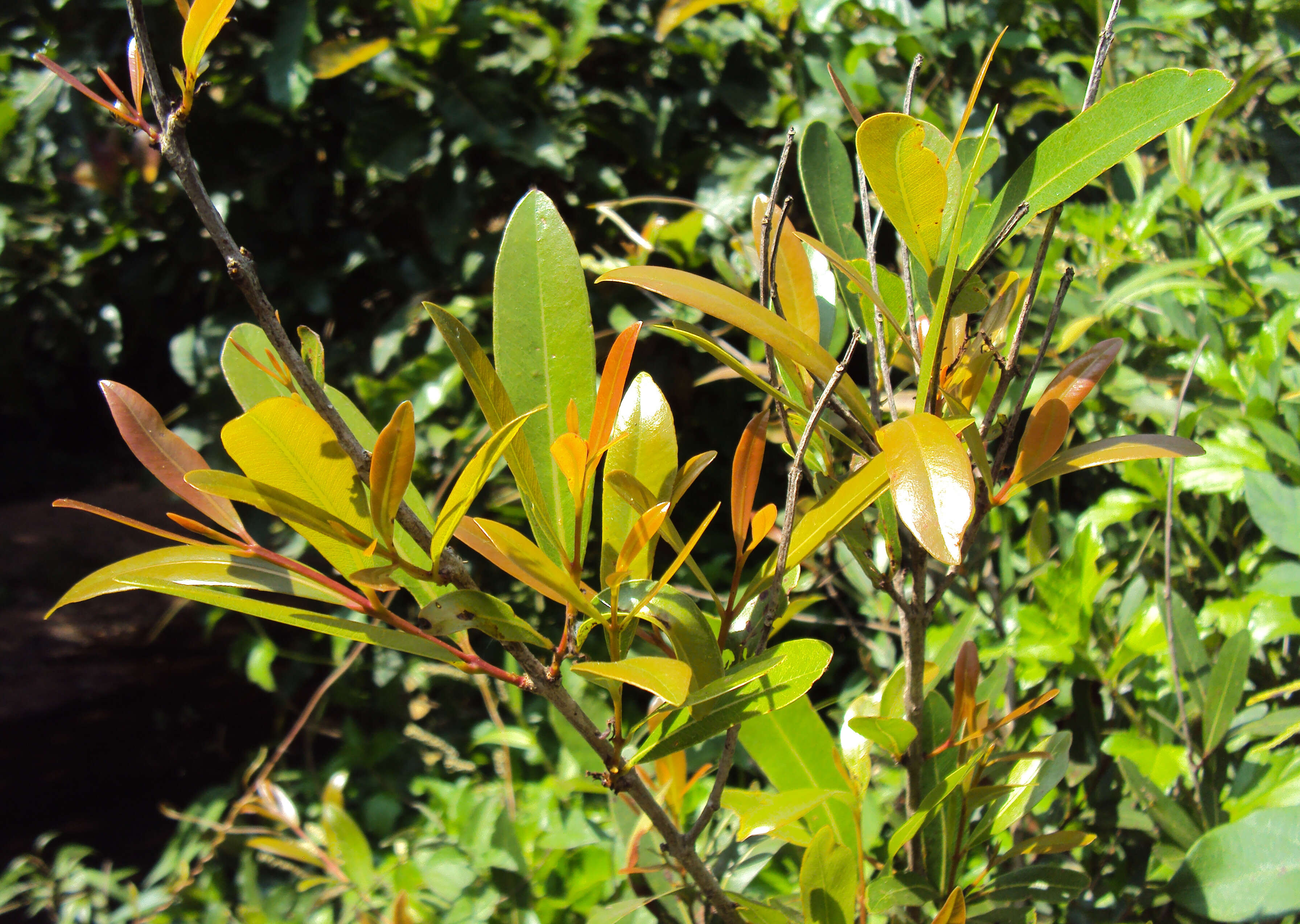 Image de Syzygium salicifolium (Wight) J. Grah.