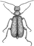 Image of Striped Blister Beetle