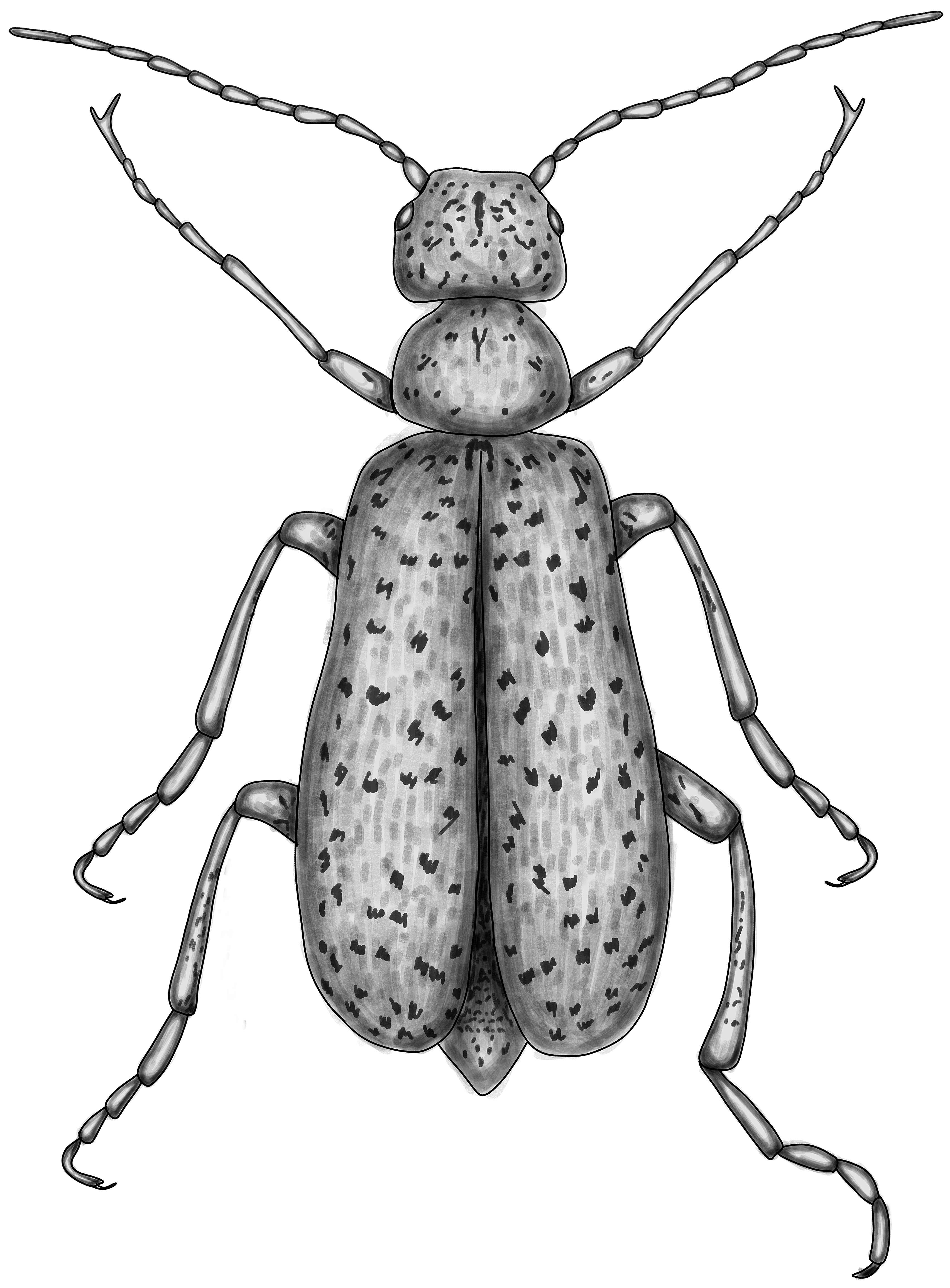 Image of Striped Blister Beetle