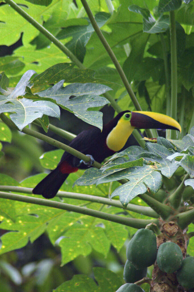 Image of Chestnut-mandibled Toucan