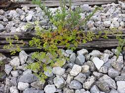 Image of Bushy Cinquefoil