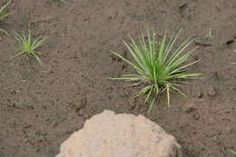 Image of pipewort