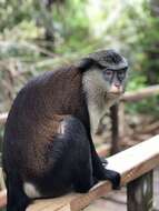 Слика од Cercopithecus mona (Schreber 1775)