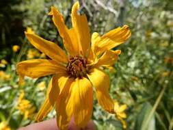 Image of oneflower helianthella