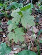 Imagem de Acer pseudoplatanus L.