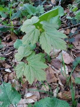 Imagem de Acer pseudoplatanus L.