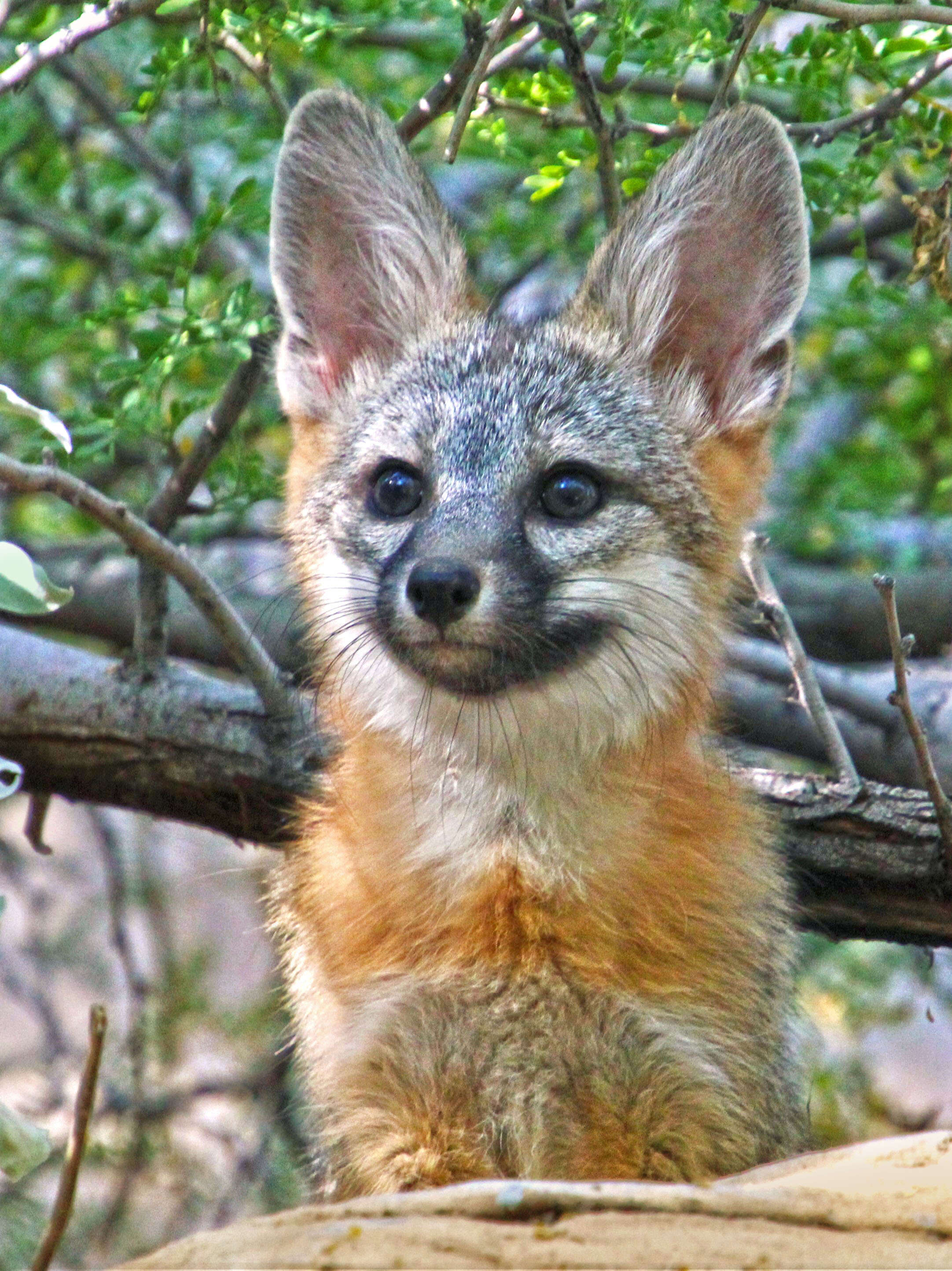 Image of Grey Foxes