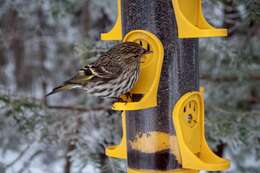 Image of Pine Siskin