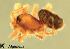 Image of Algidiella