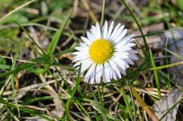 Image of Daisy