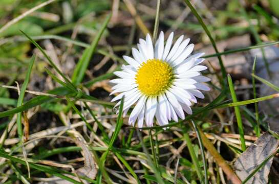 Image of Daisy