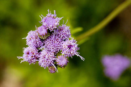 Image of Pinked Mistflower