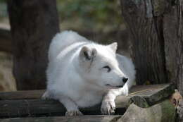 Image of Arctic Fox