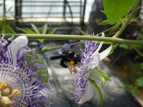 Plancia ëd Xylocopa violacea (Linnaeus 1758)