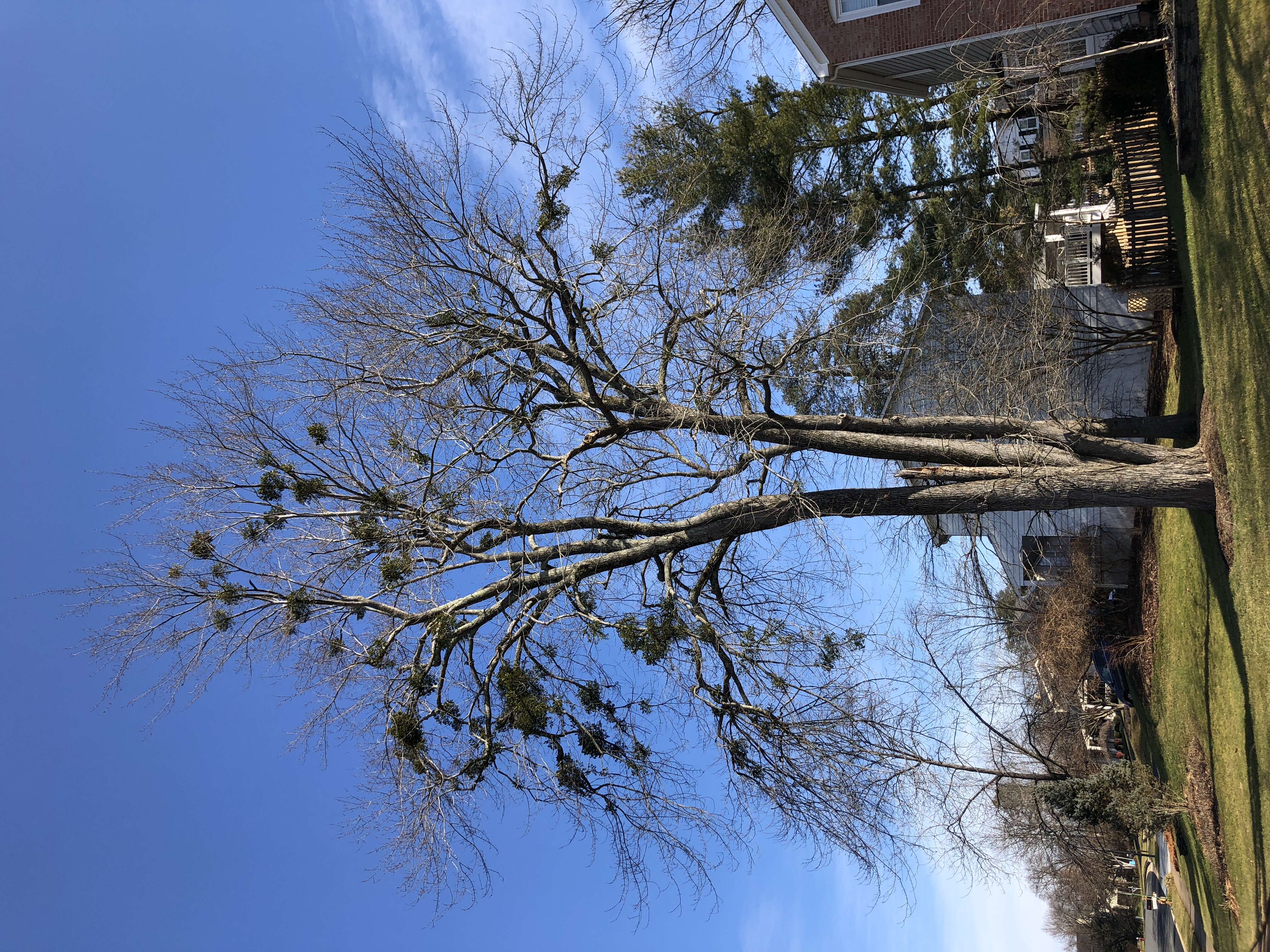 Image of European mistletoe