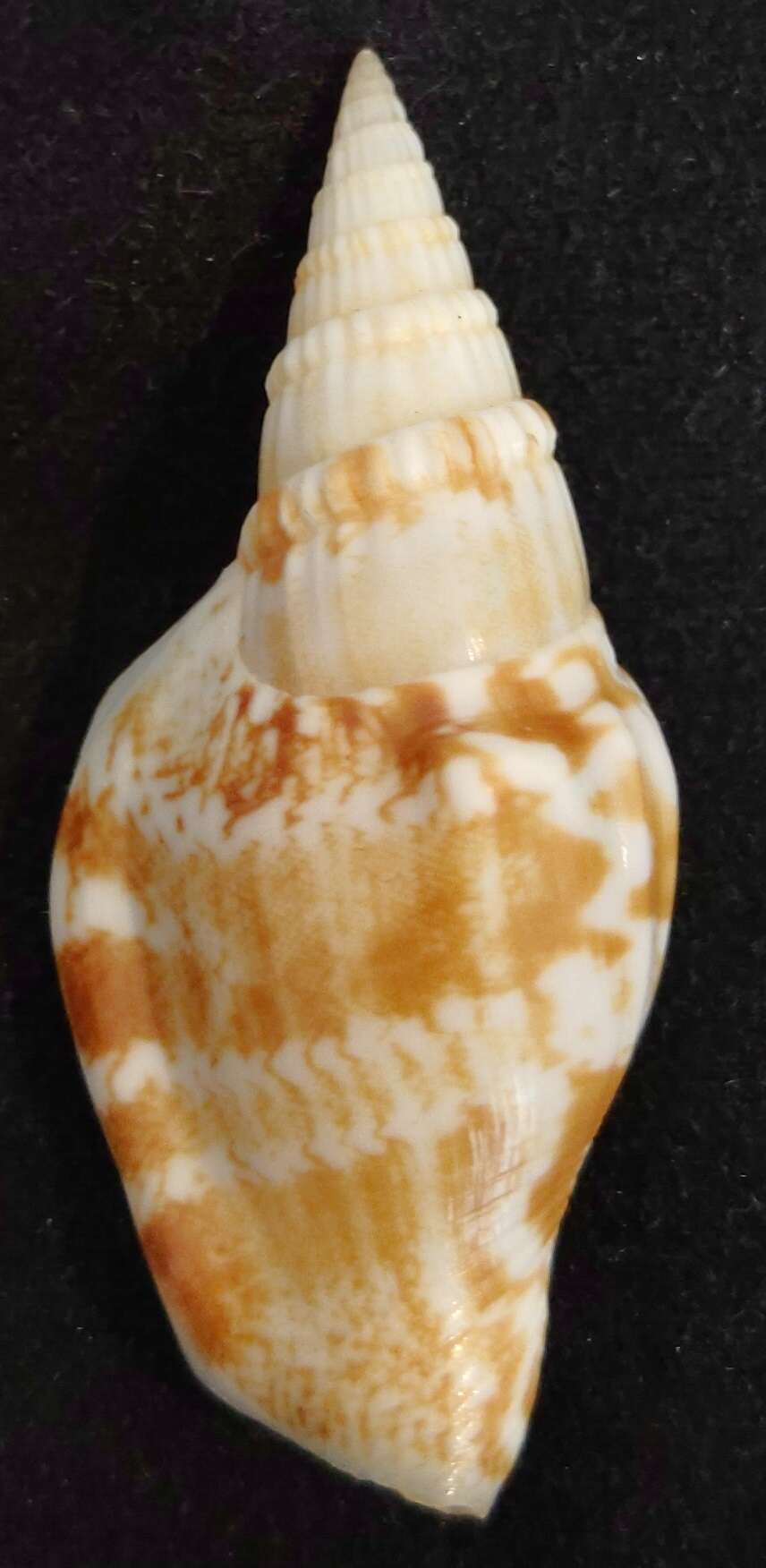 Image of Campbell's conch