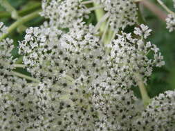 Image of Norwegian angelica