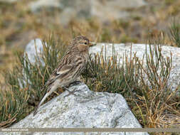 Image of Twite