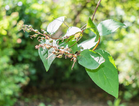 Image of fuzzy pride-of-Rochester