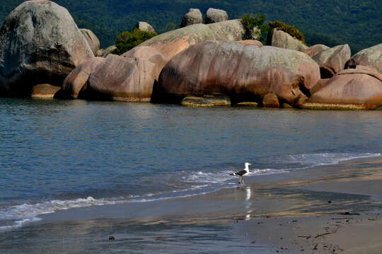 Image of Kelp Gull