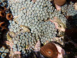 Image of sea anemones