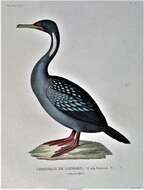 Plancia ëd Phalacrocorax gaimardi (Garnot 1828)