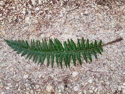 Image of hard shield-fern